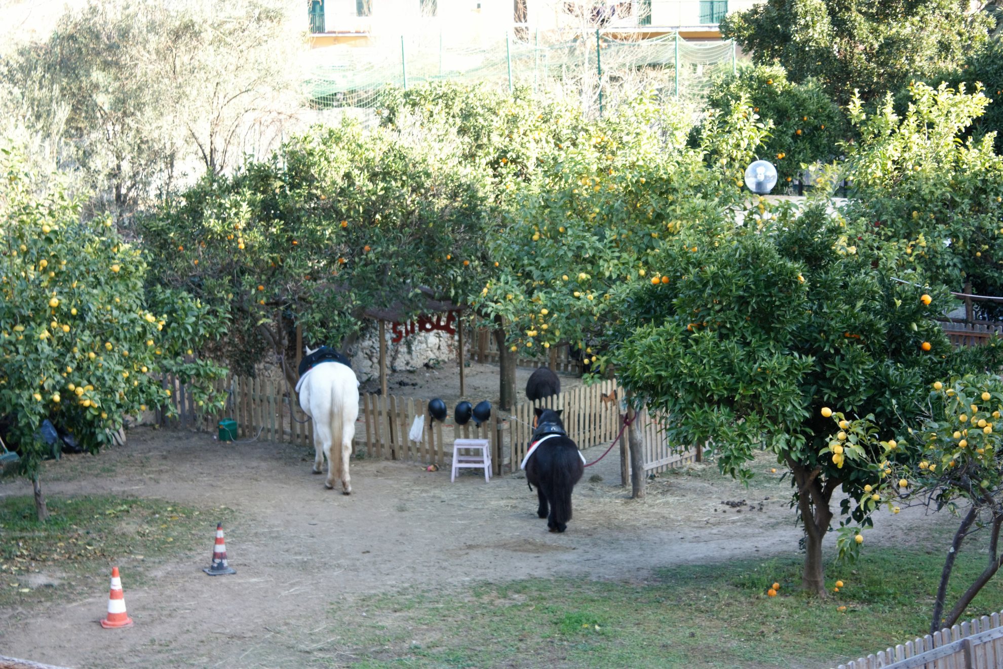Il villaggio di Giuele. I pony