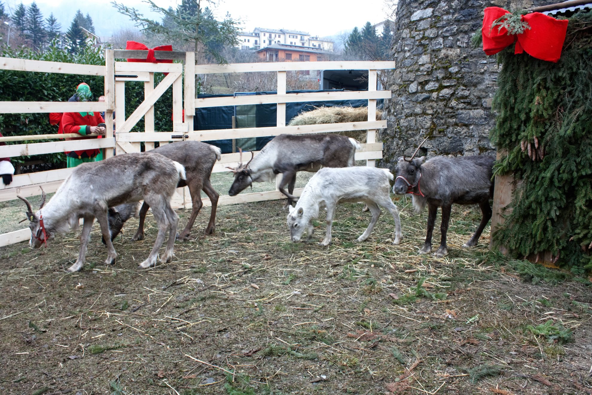 Casa di Babbo Natale a Santo stefano d'Aveto. Recinto con le renne